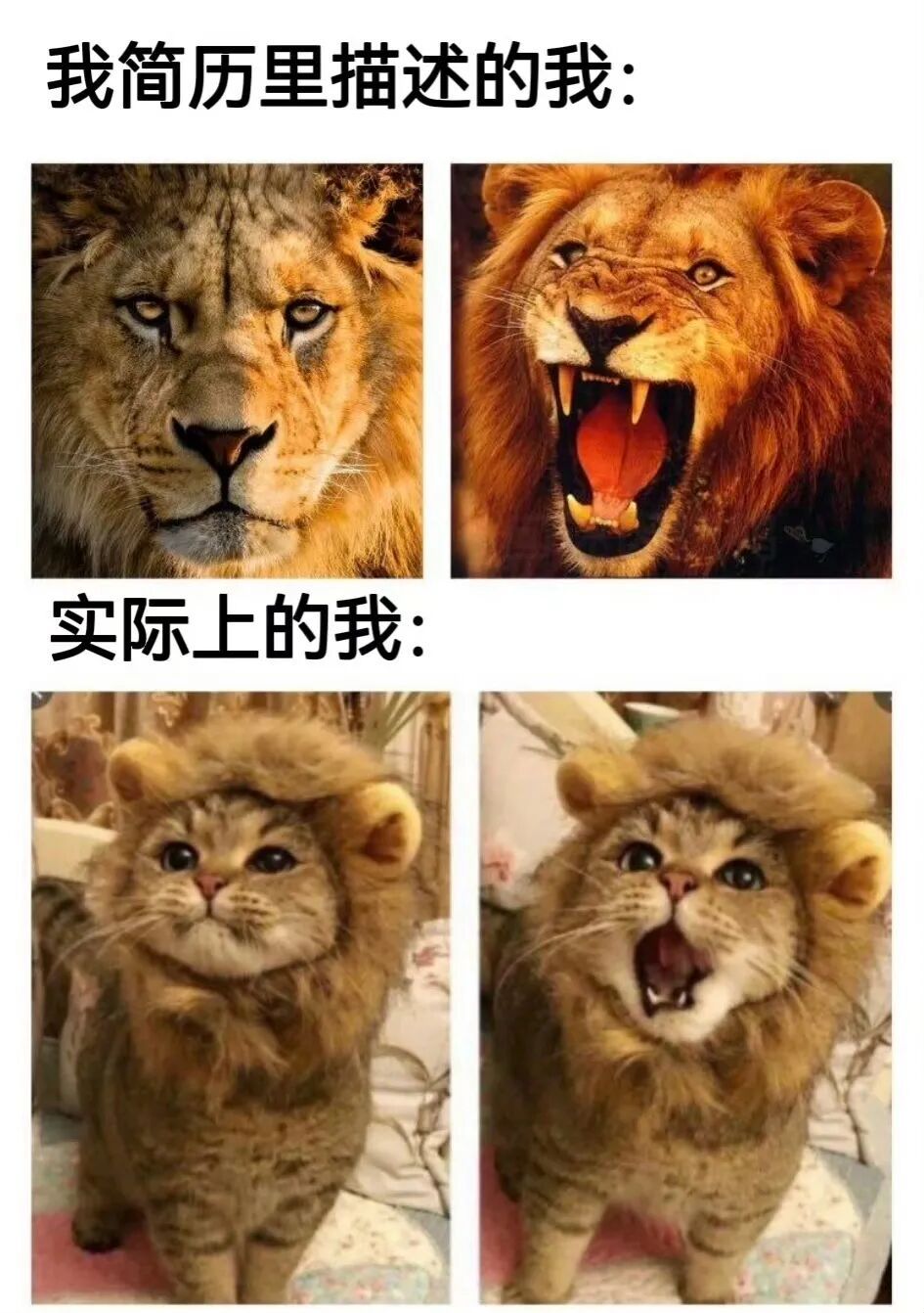 【🦁】rua！ 