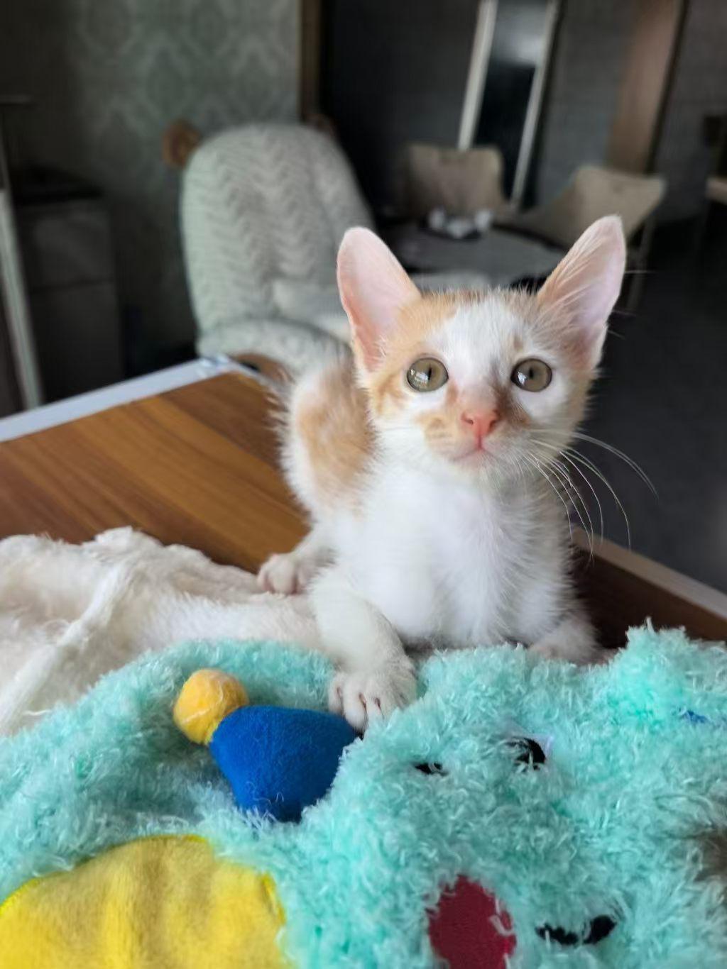 珠海，救助的橘猫寻找爱心领养
宠物品种:橘
宠物名 ：筷子
性别 ：公
年龄 ：