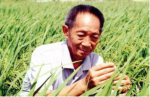 央视新闻在4月14日曝光了一起惊天大案：我国杂交水稻之父袁隆平教授的亲本种子被一