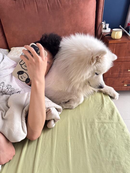 小狗牌枕头