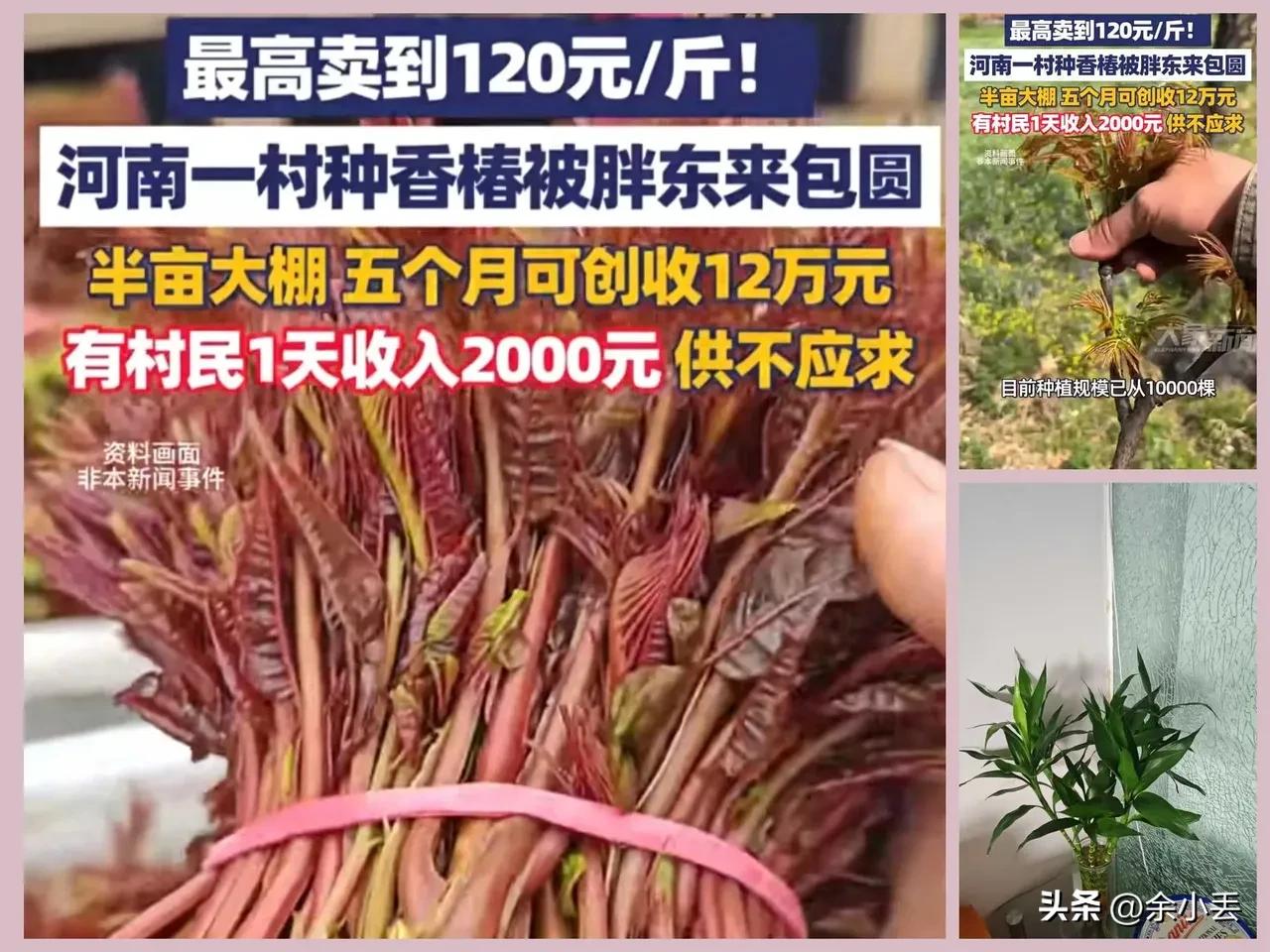 春天的黄金菜 谁能想到，一把香椿竟成了河南村民的“致富密码”！🔥
当地一村的香