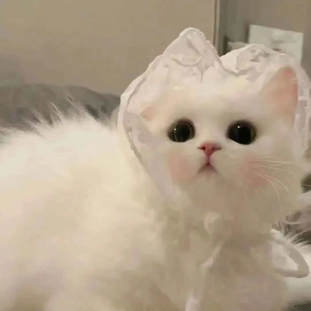无字可爱猫咪表情包 ​​​