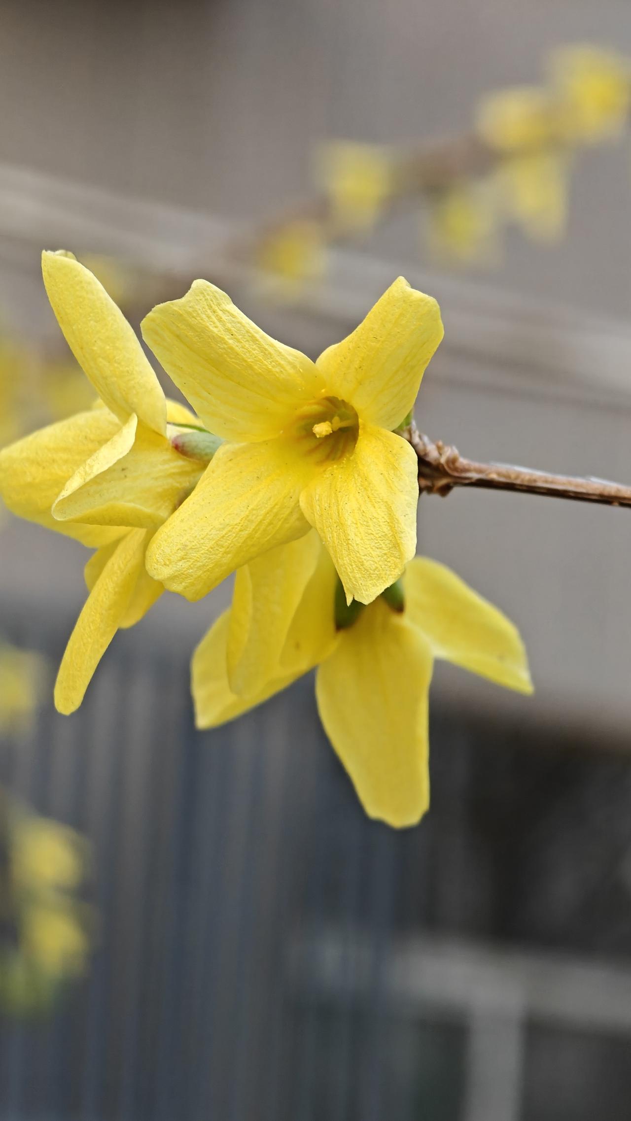 朋友们，我拍了两张图片，一张是迎春花，一张是连翘花，你们能分得清不？
它们颜色一
