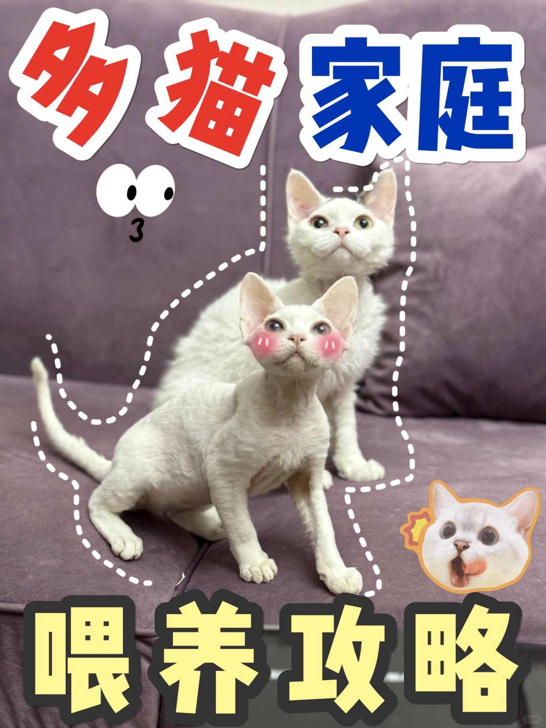 挖到宝啦！多猫家庭的养猫攻略