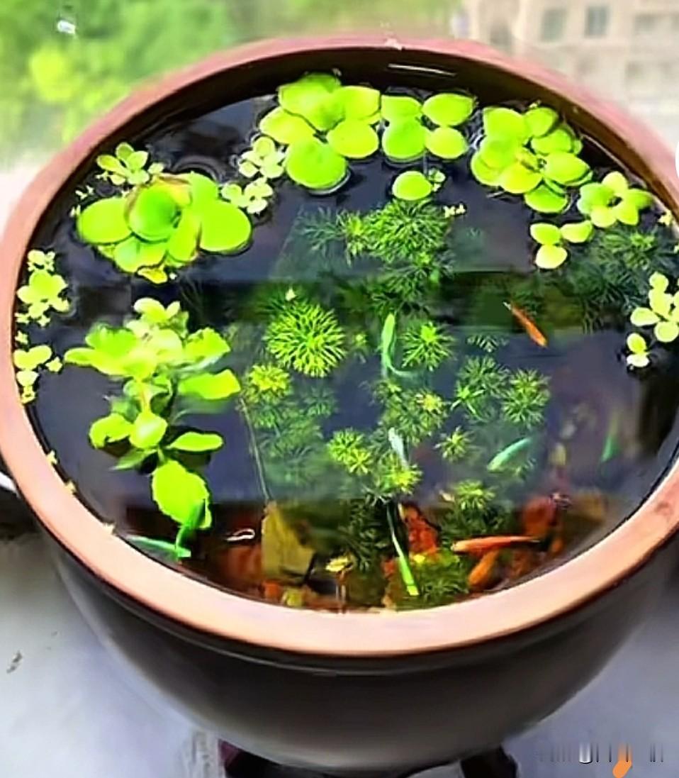 《案上观鱼》
碧藻轻摇水漾霞，
金鳞几尾戏沉沙。
抛书暂忘人间事，
静看游鱼啄落