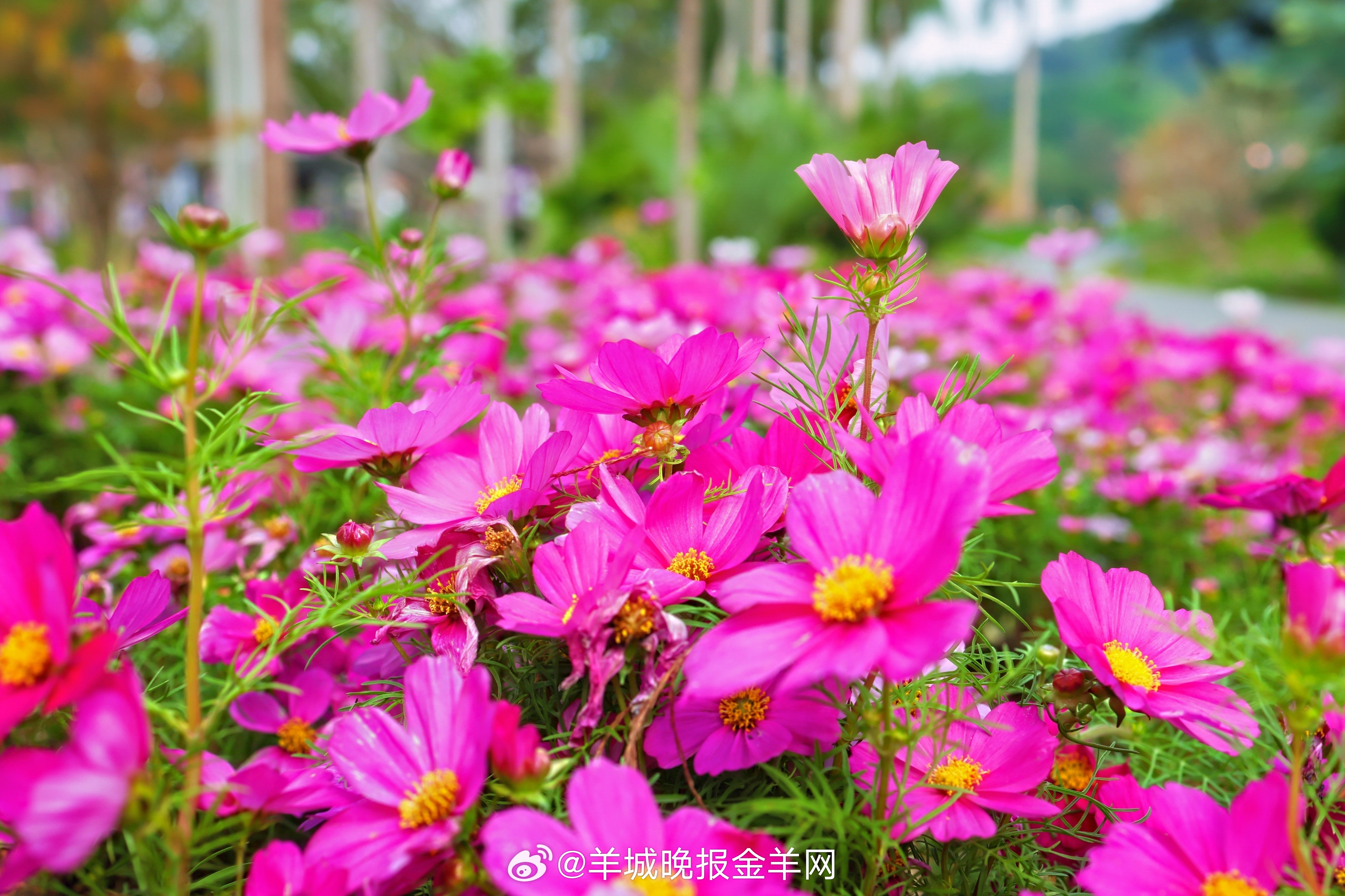 #早安#想要过上自己心仪的生活，就是把无数个“今天”过好，以饱满的热情迎接每一件