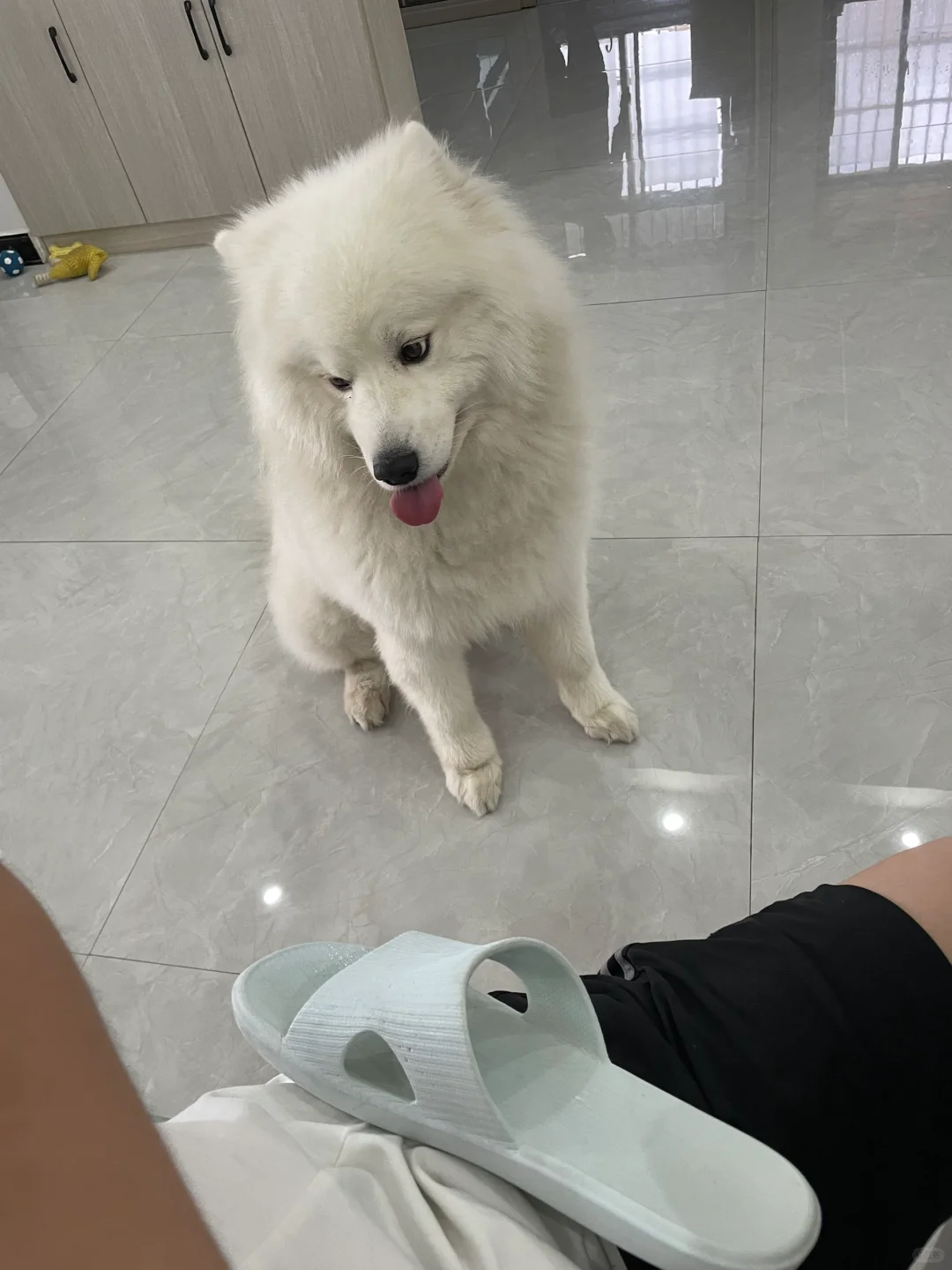 又拿“狗狗货币”换零食