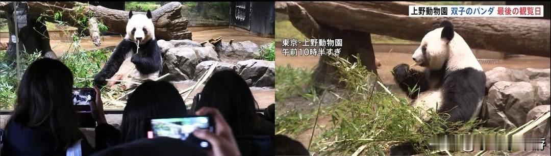日本上野双胞胎熊猫·最后告别～一个时代的落幕！
 
今天是东京上野动物园的双胞胎