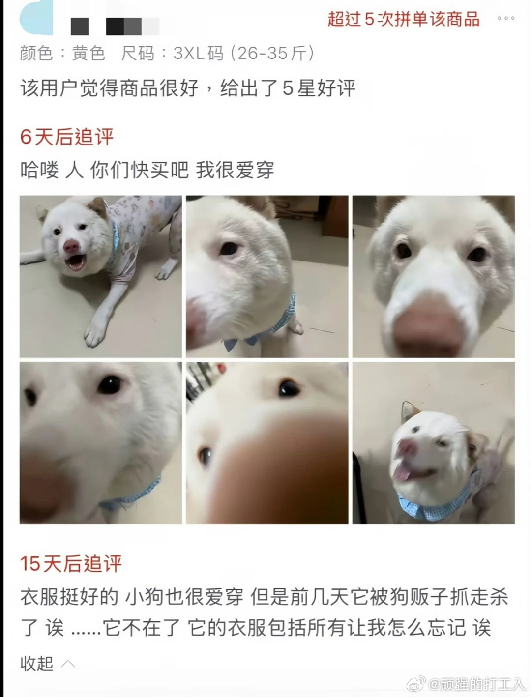 天杀的狗贩子！