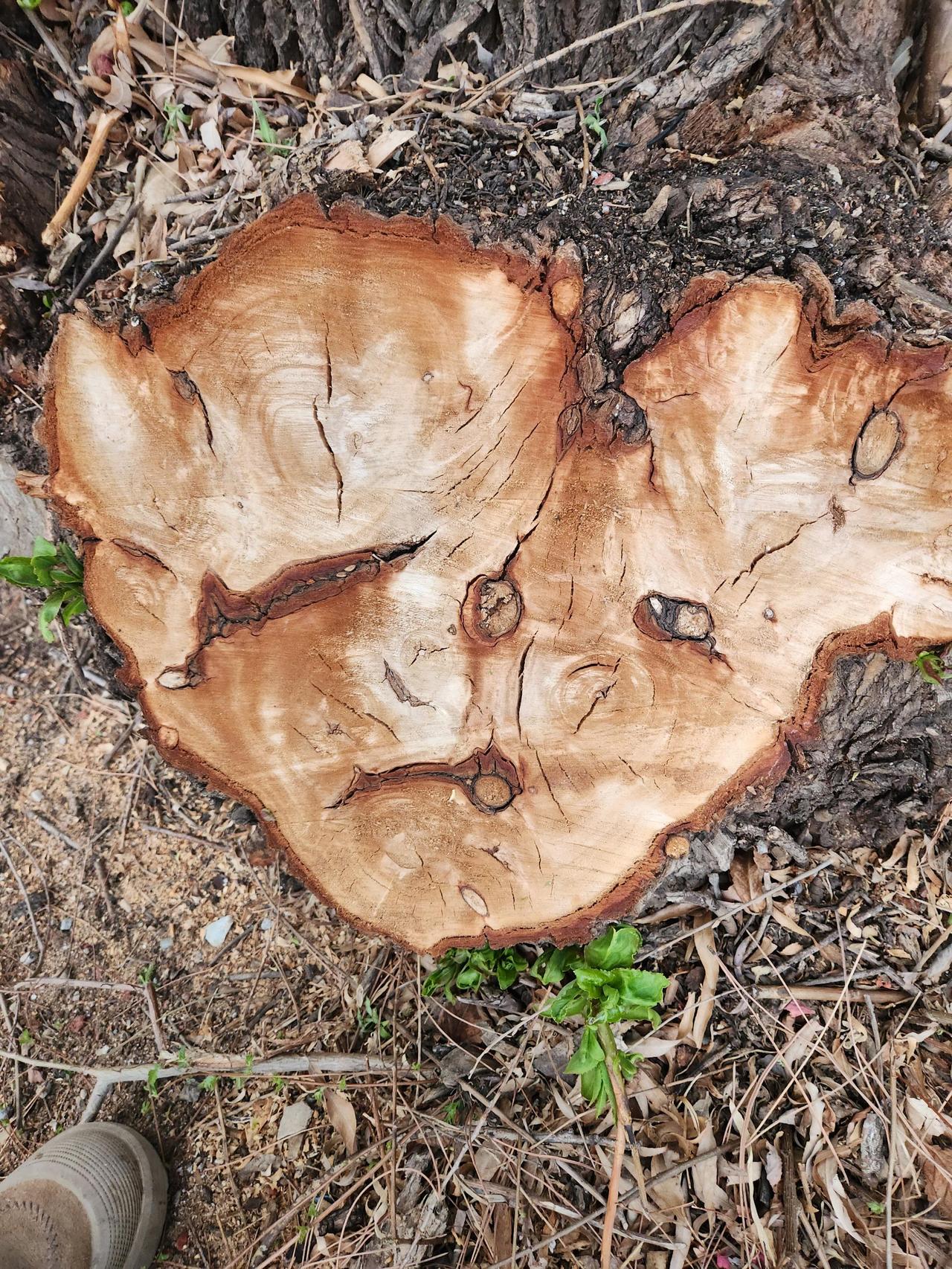 老柳树数数好物推荐🔥