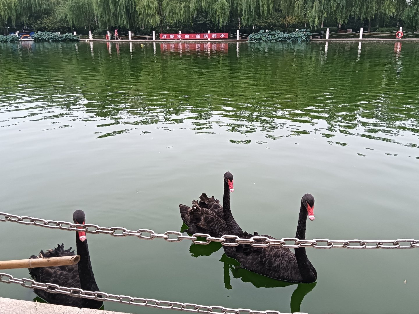 每日一善[超话] 每一个人都可以成为生活中的阳光。用我们的微笑、用我们的善良、用