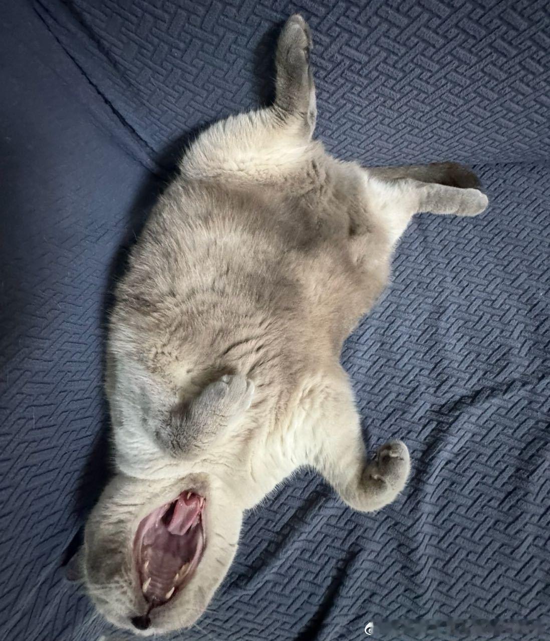 49882【丑猫】响尾猪出击测报我给你一张咪乐，你再说一遍萌还是丑 