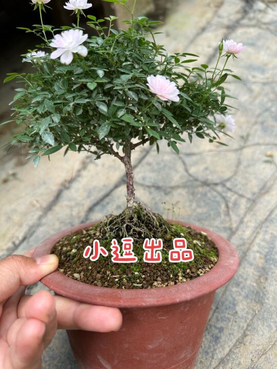 几颗非卖品