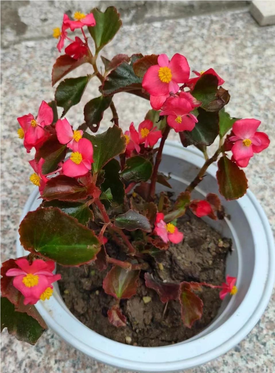 这个嶙峋的山地，有几株生机勃勃生机旺盛的花草就是好啊。来看我的杰作吧，这个是生命