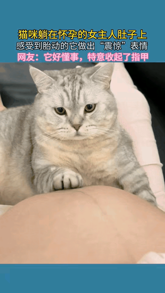 “万物皆有灵性”！猫咪躺在怀孕女主人身上，银灰的身子贴着孕肚，前爪刚搭上就突然定
