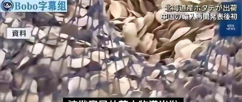 日媒曝出重磅：首批约6吨北海道扇贝已经运往中国！可真正让人好奇的是——是谁在买日