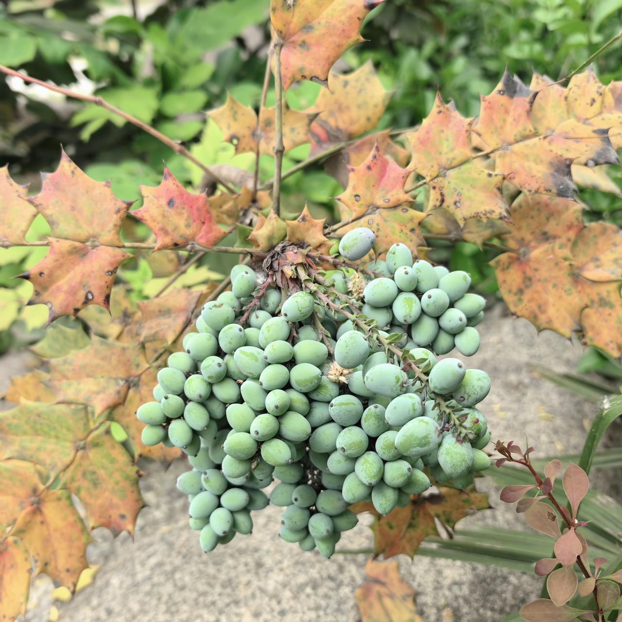 这是什么植物？果实类似葡萄。