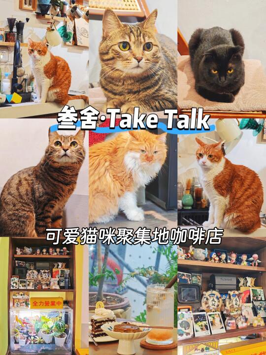 广州！猫咪聚集地咖啡店！猫咪好rua！