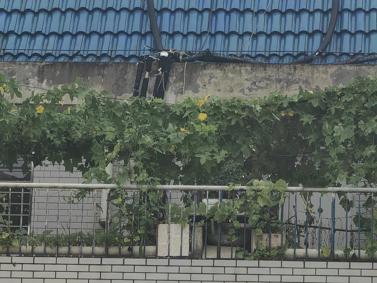 今天是保定市人们最舒服的一天了吧！从进入六月份以来，保定市就进入“高烤”模式，连