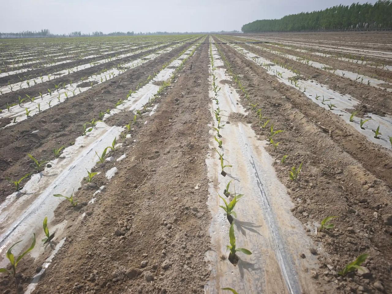 春风拂过，枝头便缀满了温柔。粉白的樱花随风轻舞，娇艳的桃花灼灼绽放，金黄的油菜花