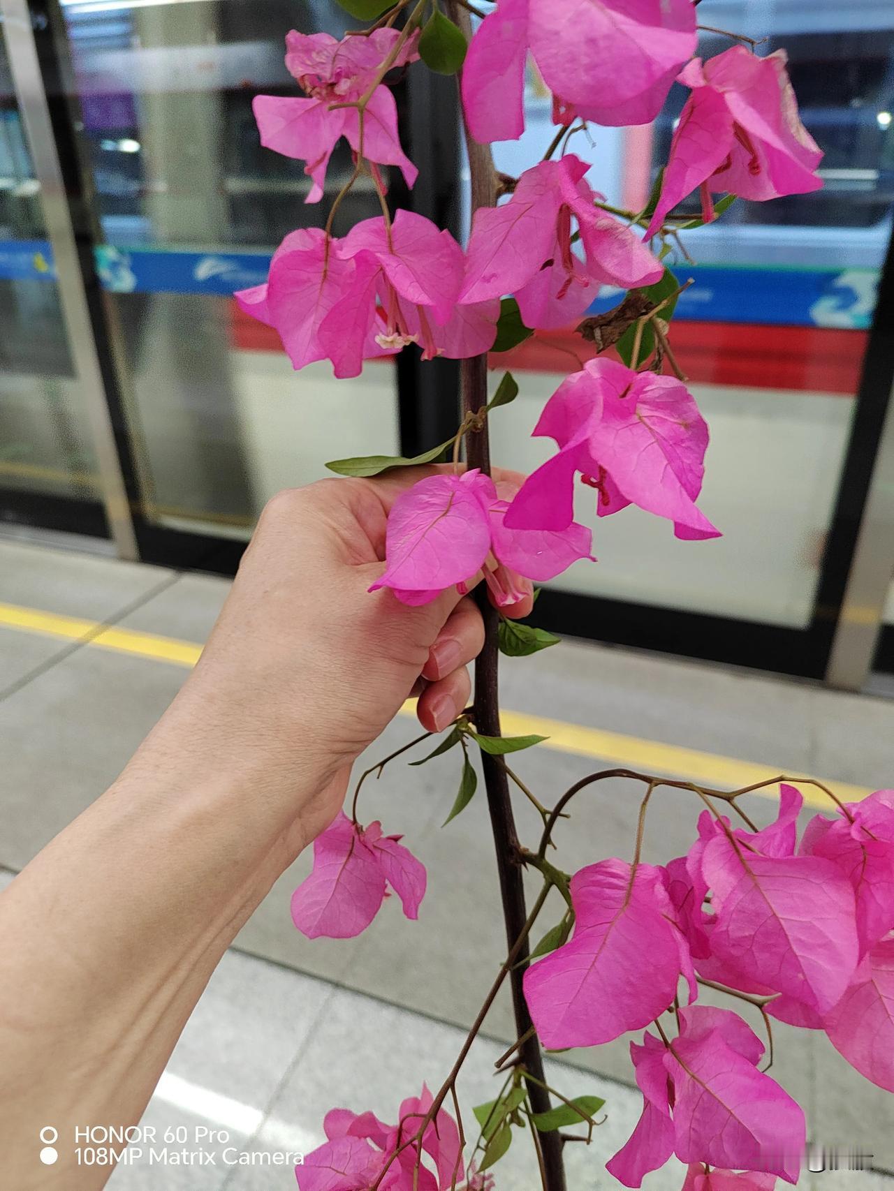 今天剪了枝三角梅在楼顶一角种上了，期待能活下来。