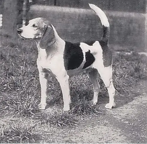 1923年比格犬（Beagle）