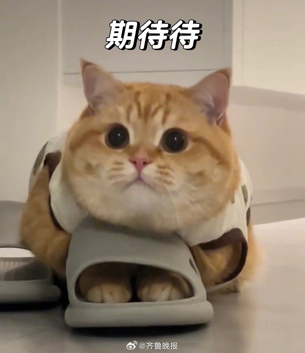 要有大大小小的期待，生活才不会百无聊赖。#晚安# ​​​