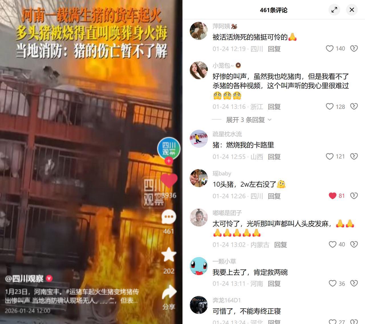 河南宝丰运猪车起火，现场传来生猪的惨叫声，不少人听了头皮发麻。

1月23日