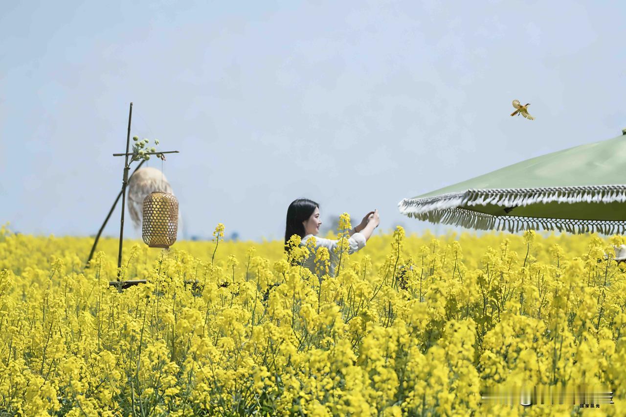 千垛水乡的春，藏在摇橹的吱呀里，乌篷船挤着春水，两岸油菜花燃成金绸，船娘的红头巾