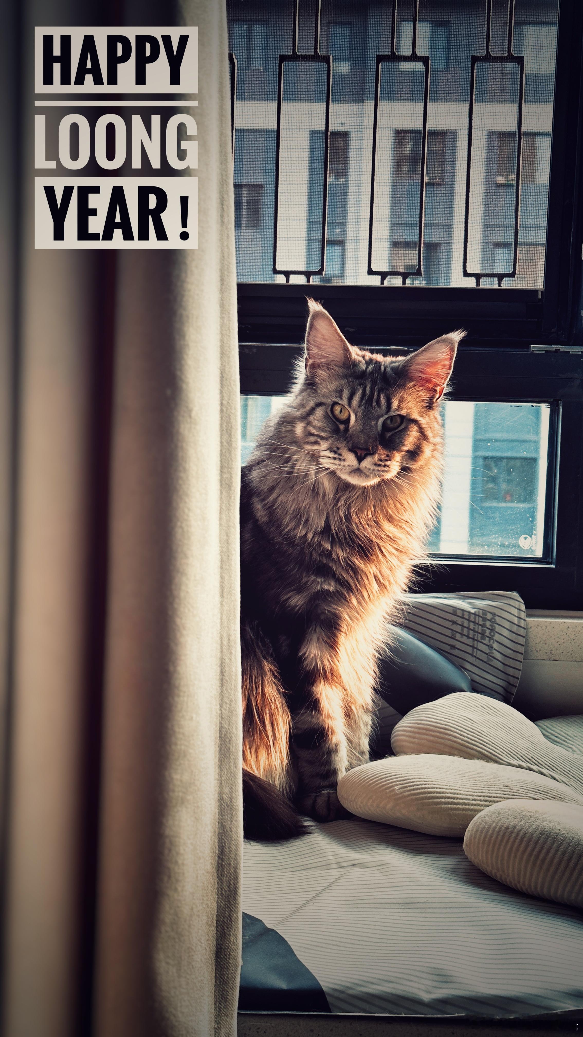 清晨里的第一缕小猫，祝大家龙行龘龘,前程朤朤！[拜年][舞狮][送福]  ​​​