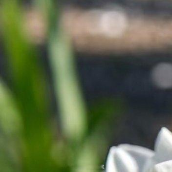 小苍兰养护教程:🌱 Part 11️⃣ 土壤配方小苍兰怕积水烂根，推荐疏松透气