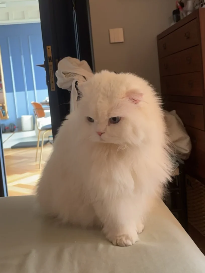 真·大鸡毛掸子