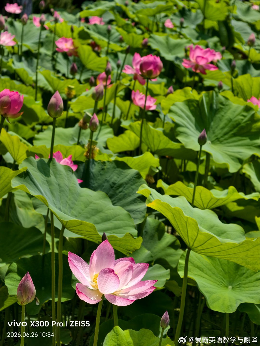 夏日荷花的花瓣娇艳欲滴，亭亭玉立在水里，尽显“出淤泥而不染，濯清涟而不妖”！ 