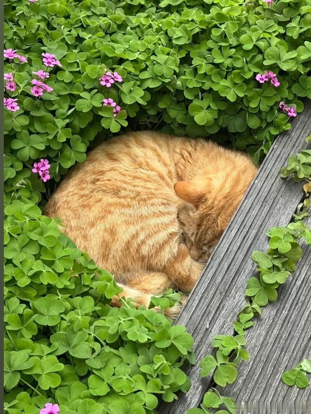 午休🐱 