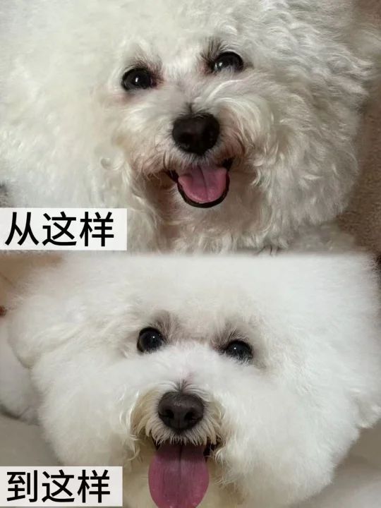 说实在的，比熊泪痕真的跟吃有关