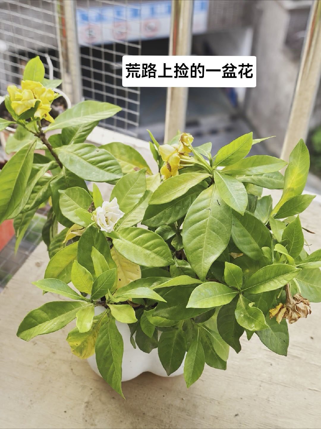 去买螺蛳粉和奶茶，顺便去楼下超市买了点三华李和桃子，都还没回呢李子就要被我吃完了