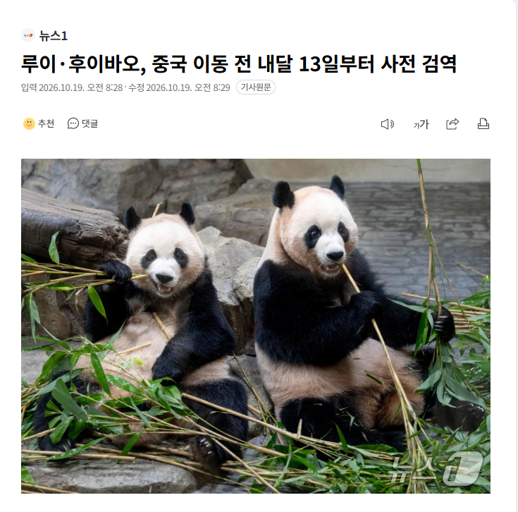 【旅韩双胞胎大熊猫睿宝、辉宝下月13日起开始返华前预检疫】热点现场 海外新鲜事 