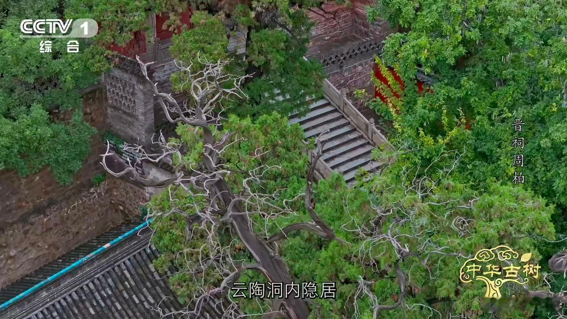 3000岁古柏躺着长了数百年 山西太原晋祠博物馆的“晋祠周柏”，约3000岁的它