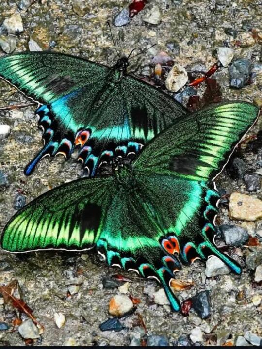 一对漂亮的蝴蝶🦋