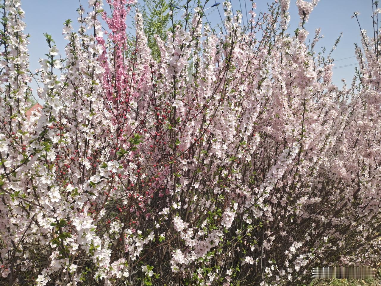 春日生活打卡季