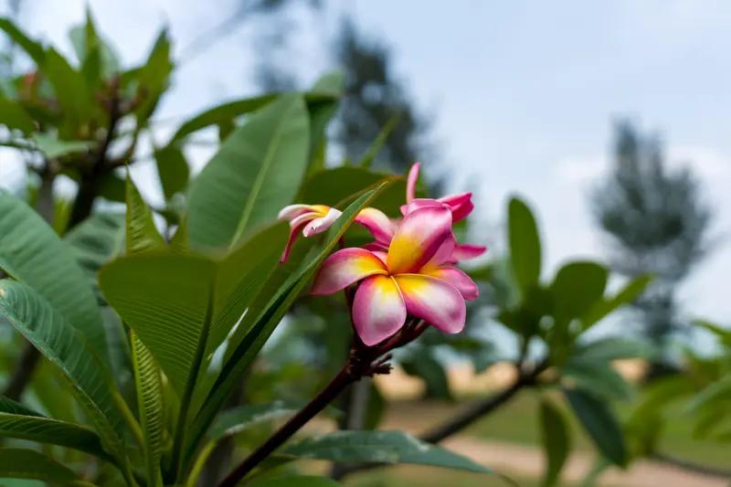 新年爱好打卡，是件挺有意思的事。在海南，有人打卡那些美得如同假花一般的花朵，甚至