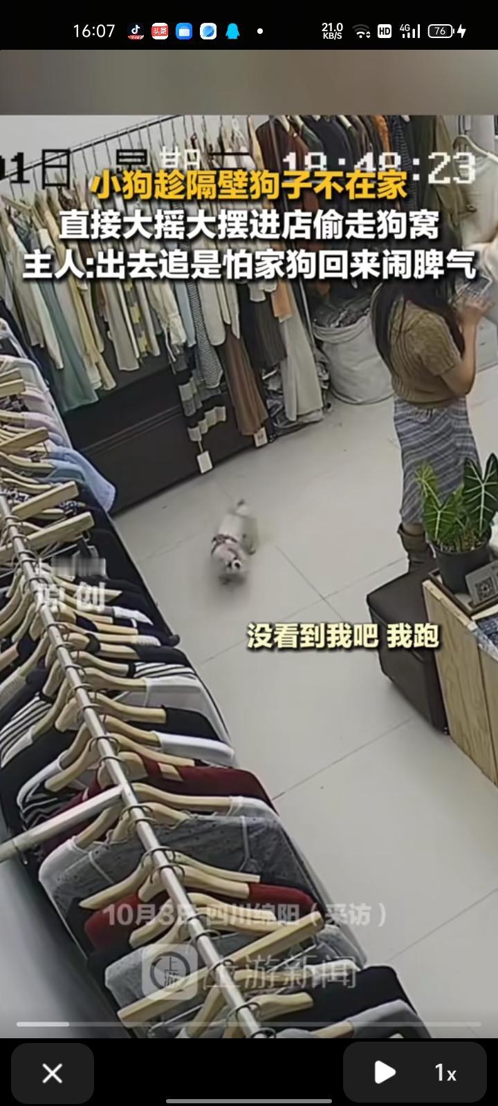10月1日，绵阳江油市。小狗趁着隔壁狗不在家，直接大摇大摆进店偷走狗窝，店主看到