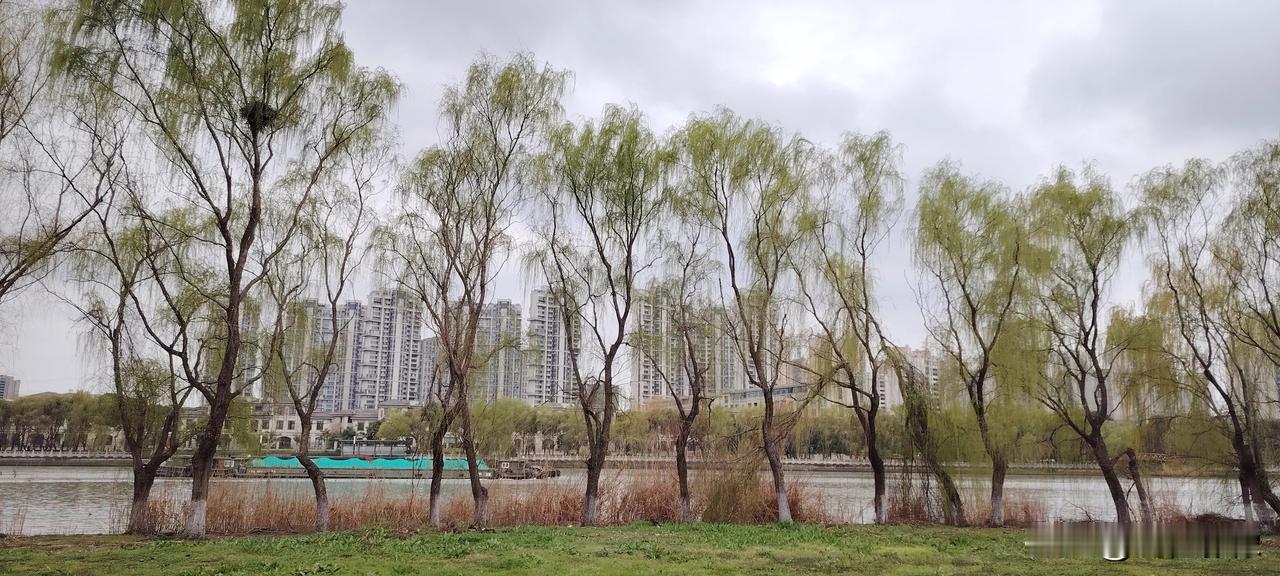 春风又绿江南岸，江南柳树正当时，春天真好。