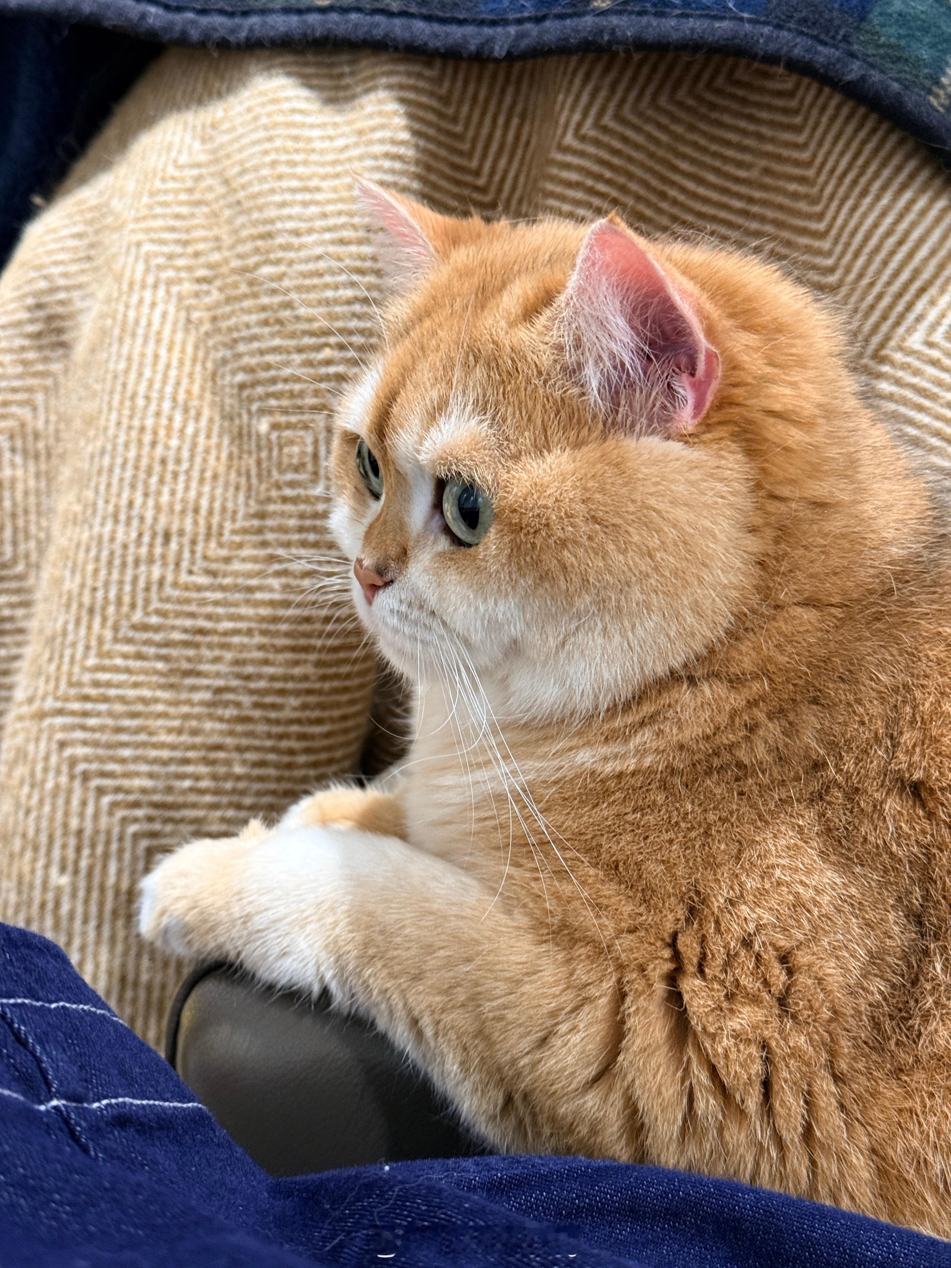 什么？猫粮狗粮都要涨价了吗？原材料都涨价30%，那猫粮涨价感觉是必然的了…..看