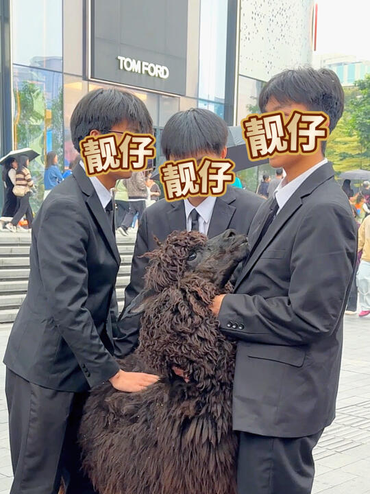 体育中心！就在刚刚…！羊驼🦙出逃了…🤣