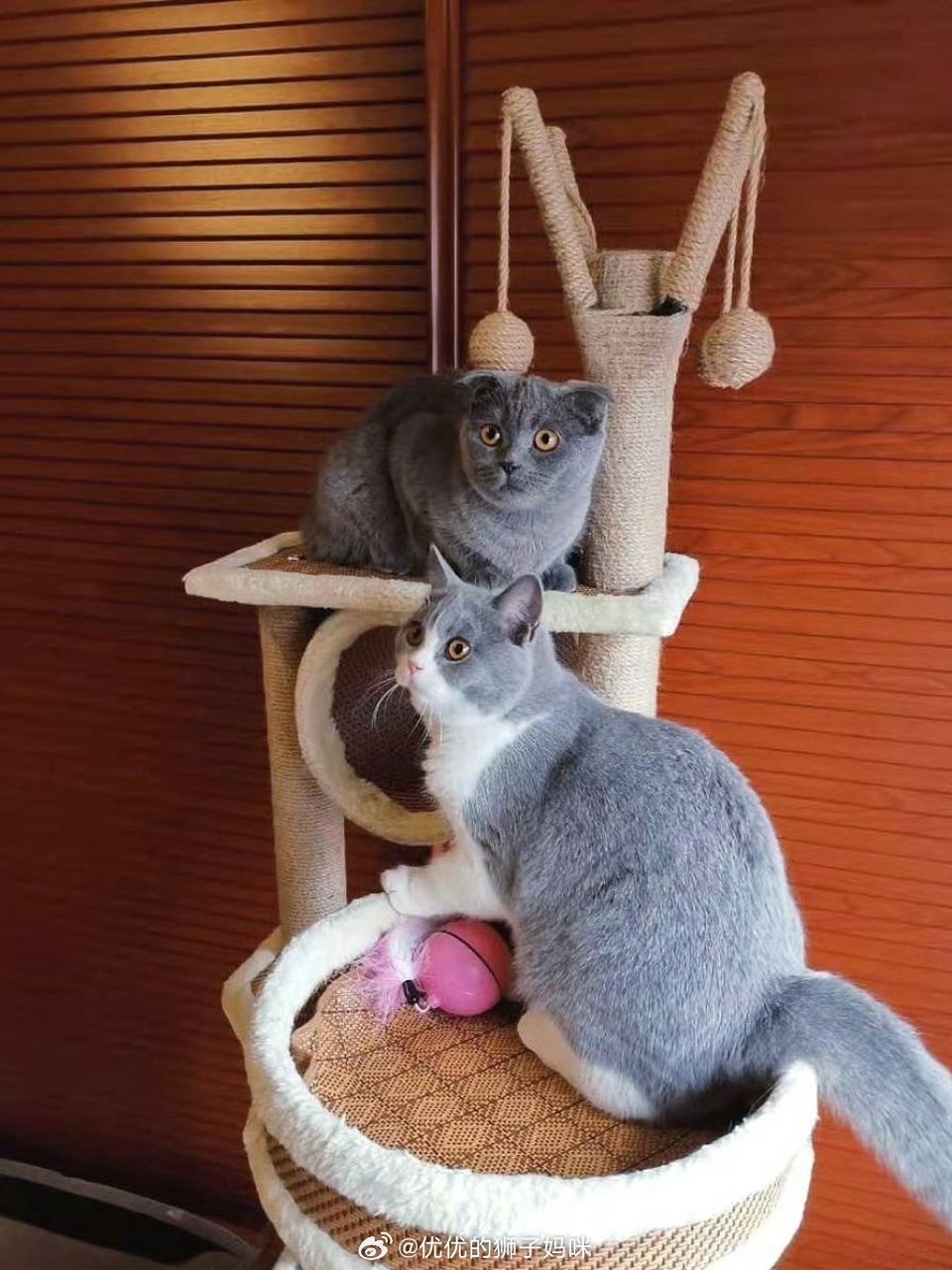 优优的狮子妈咪我家猫太能喝水了，两只猫5天就得换一袋猫砂，真废啊！刚刚又囤了几箱