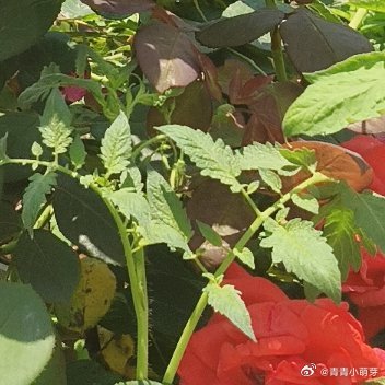 人与人之间的考验，在关键时候，才知道对方在心里的分量到底有多重。生病，沮丧，最落
