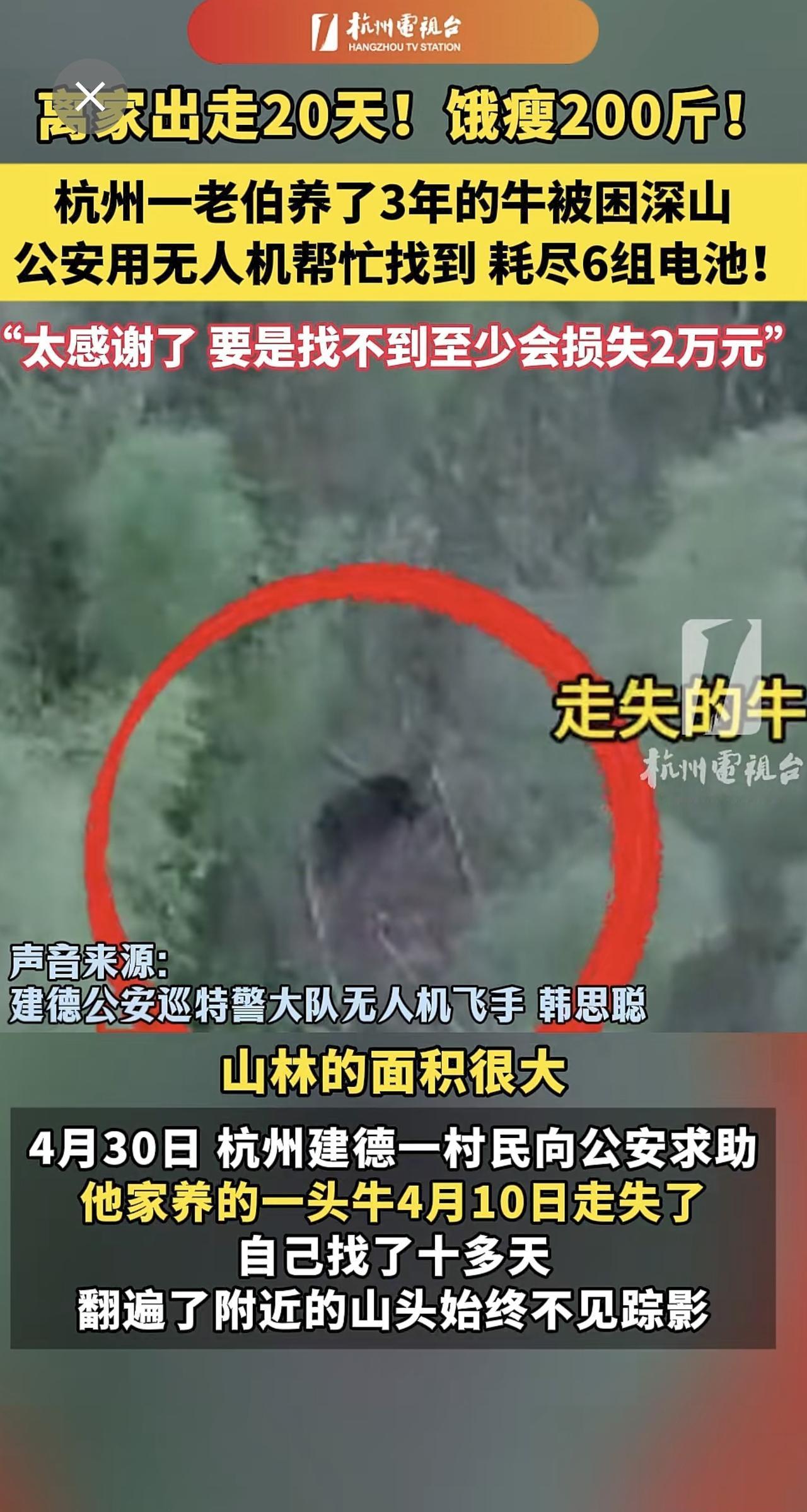 离家出走 20天！饿瘦200斤！杭州 一老伯养了3年的牛被困深山，公安用无人机 