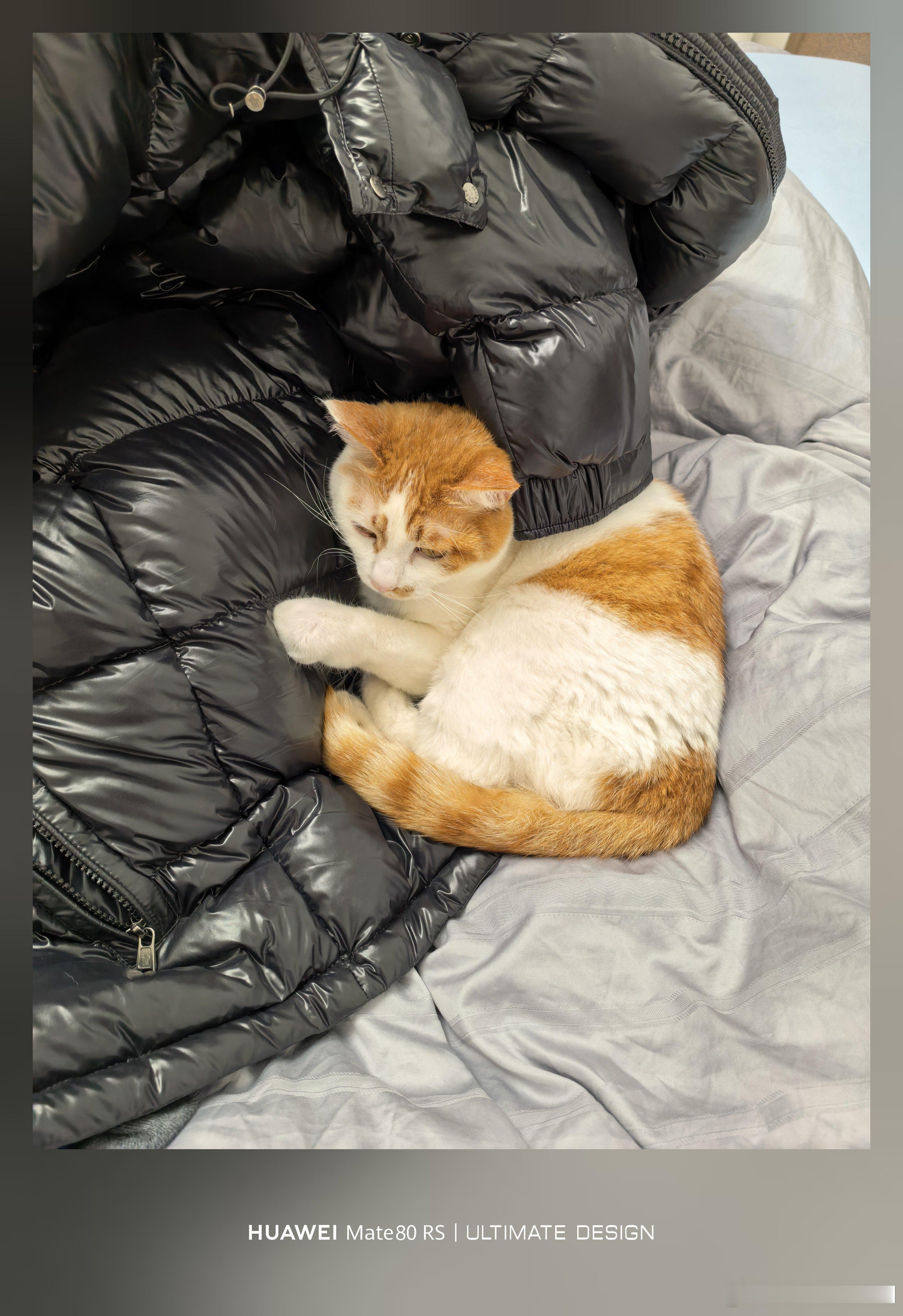 小橘宝，超级喜欢钻我的羽绒服！每次衣服放在床上，一转身，里面必定藏着一直小奶猫