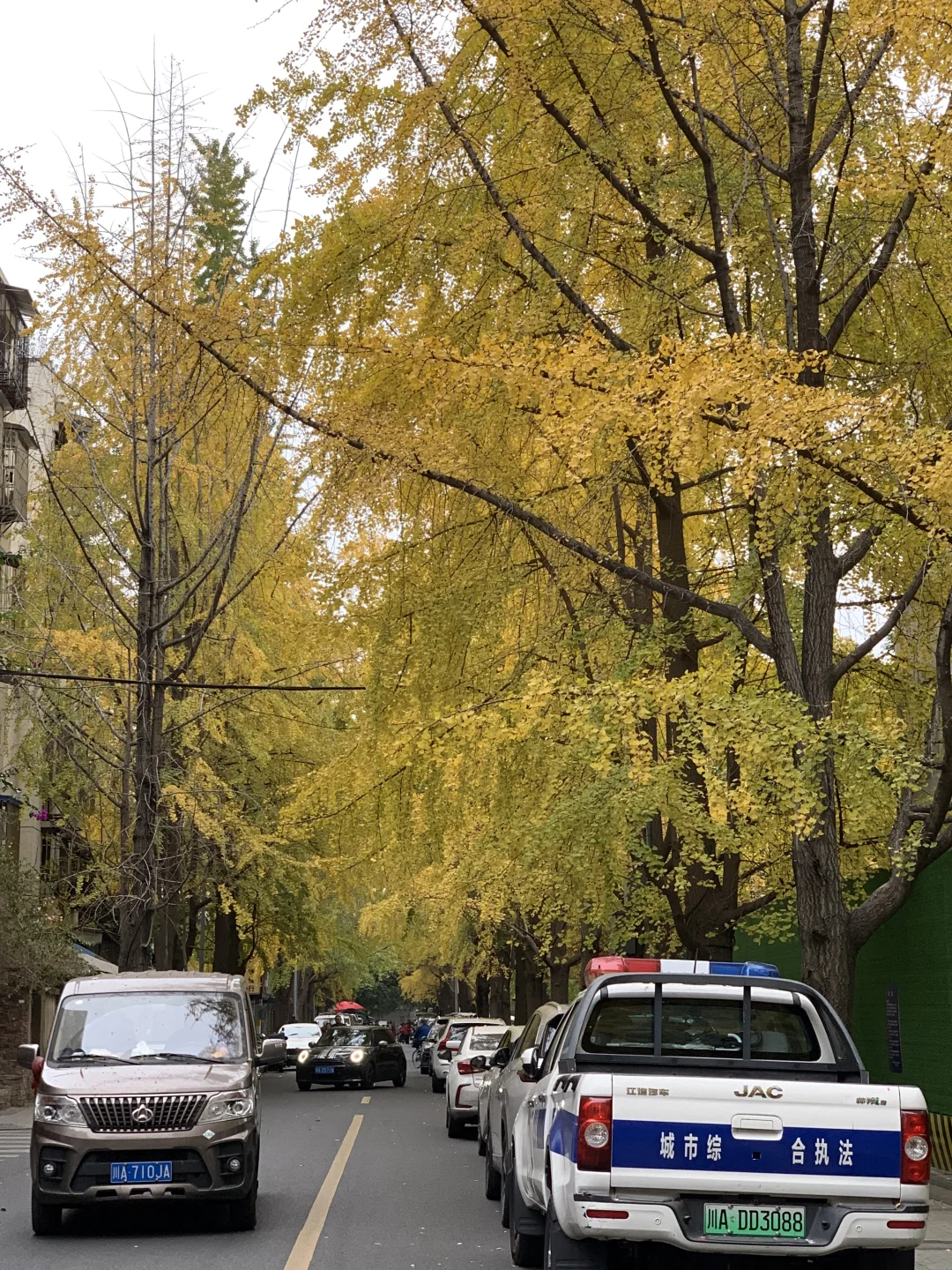 12.7成都锦绣巷银杏live图（附观赏点位）